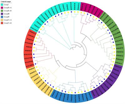 Identification and functional analysis of the DOF gene family in Populus simonii: implications for development and stress response